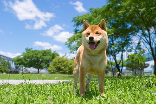 日本全薬工業の中途採用事情